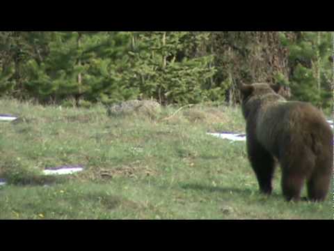 Two Nice Bears Spring 2010 Grizzlies Shameen Prentice