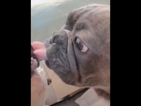 funniest animal videos of 2022 - funny golden retriever dogs and cutest golden puppies  V.18111 #fu