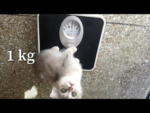 I weigh my kitten(2 months) for the first time