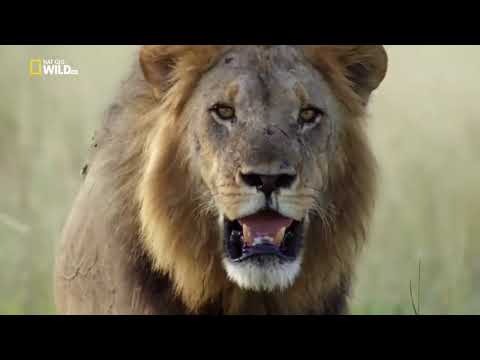 Nat Geo Wild Хищники Африки  молодая кровь Ужасные Львы цари зверей на охоте в Саванне! Animalplanet