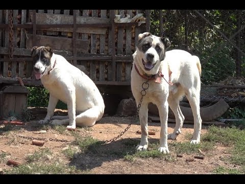 Asiaticii lui Alex de la Somes-Odorhei, Salaj - 2018