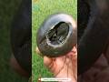 Shaligram Sri Laxmi Damodar Shaligram Shila Shorts Short Shortsfeed