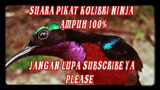 Download lagu Suara pikat kolibri ninja ampuh 100% mp3 Download lagu Suara pikat kolibri ninja ampuh 100% mp3