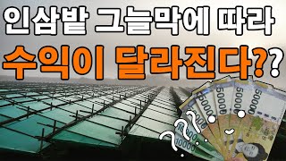 인삼밭 그늘막 색상별로 수확량 비교 차광지 차광막
