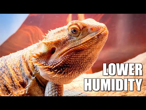 YouTube video about: How to reduce humidity in reptile tank?