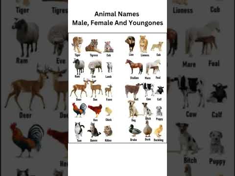 Animals Name With Generation    In English // Gyan Marg Coaching Classes // Uttam Sir //