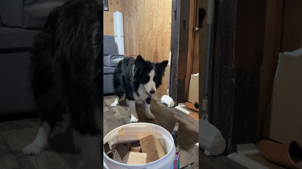 【賢すぎ】ボーダーコリーが考えた作戦が賢すぎた #大型犬のいる生活 #ボーダーコリー #犬 #shorts #shortvideo #short #dog #bordercollie #dogs