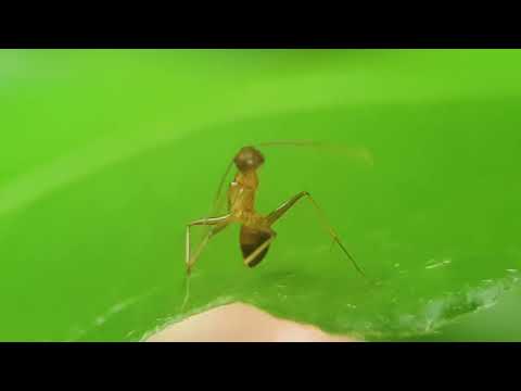 Ant in Action: Mesmerizing Macro Close-Up of Nature's Cleanest Insect!.. 🐜 🐜