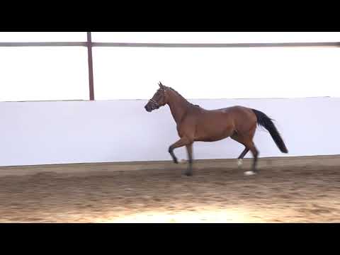 MISS MALOO 3j. braune Stute v. Myloo CJ - Principal Boy