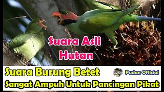 Download lagu SUARA BURUNG BETET SANGAT AMPUH UNTUK PANCINGAN PIKAT   SUARA ASLI HUTAN mp3