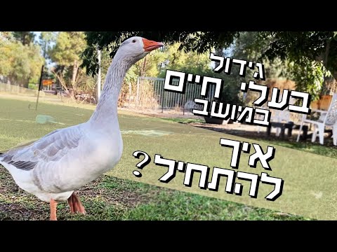 , title : 'כמה עצות חמות ממש רגע לפני שאתם דורכים בשלולית שבחצר החלומות שלכם'