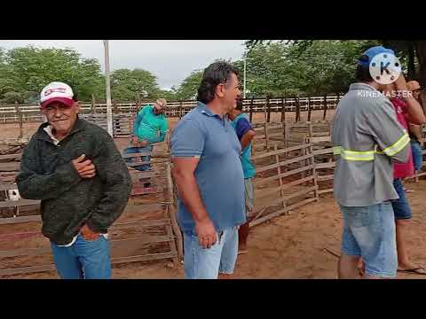 Feira de caprinos e Ovinos de jataúba PE 05/03/2026