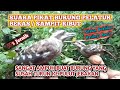 Suara Pikat Burung Pelatuk Beras Ribut Ampuh Mengatasi Burung Yang Susah Turun Ke Pulut Jebakan