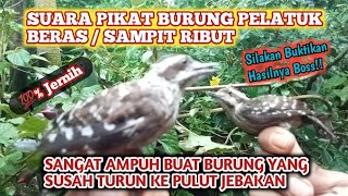 Download lagu Suara Pikat Burung Pelatuk Beras Ribut, Ampuh Mengatasi Burung Yang Susah Turun Ke Pulut Jebakan mp3