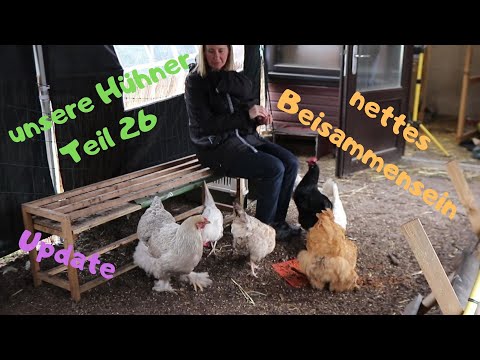 unsere Hühner Teil 26: nettes Beisammensein mit Hühnis / mal wieder Raubtierfütterung
