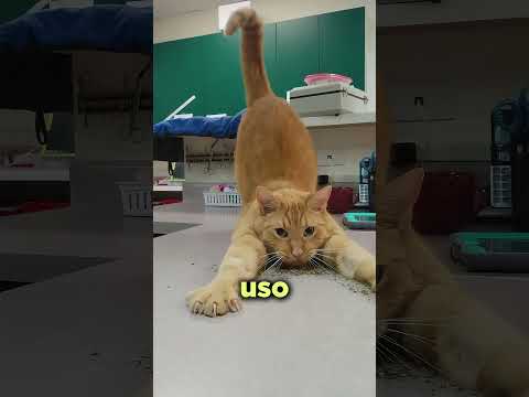 Esta planta hace que el rey de la selva en un simple gatito