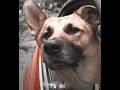She Sacrificed Herself To Save Him I Am Legend Edit EMIN Ft JONY Kamin Slowed