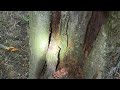 Carpenter Ants Nesting in an Old Tree in the Backyard in Forked River, NJ