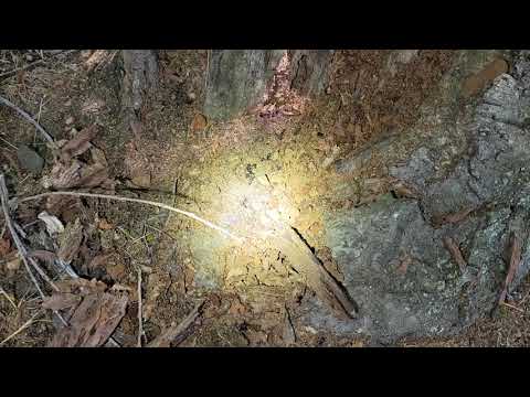 Carpenter Ants Nesting in an Old Tree in the Backyard in Forked River, NJ
