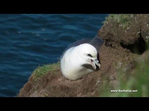 Fulmar boreal ( Fulmarus glacialis ) Fulmar