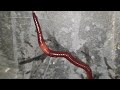 Earthworm and salt🧨Putting salt on earthworm body🐙