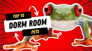 Dorm Room Pets: The Best Pets to Have in Your Room at College!