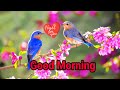 Good Morning New Good Morning Good Morning Status Short