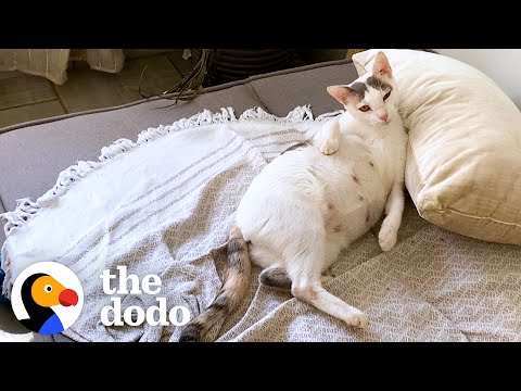 Couples Takes Home Pregnant Stray Cat Living At A Car Rental Shop In Costa Rica | The Dodo