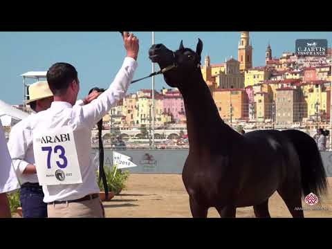 N 73 D HAYEL   Mediterranean and Arab Countries AHC   Menton 2023   Yearling Colts Class 6B