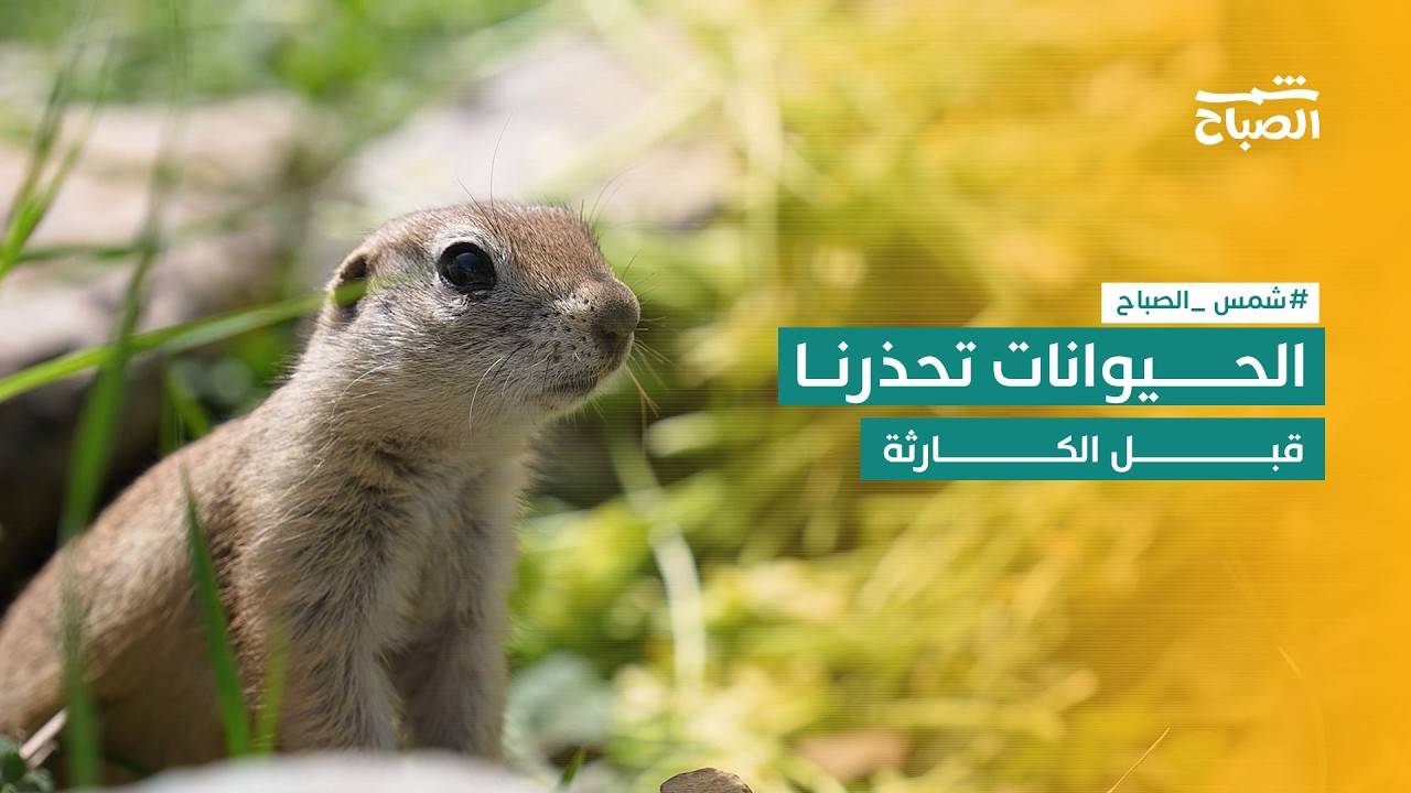 فيديو | هل تشعر الحيوانات بالكوارث قبل وقوعها؟ أسرار غامضة تسبق الزلازل والفيضانات