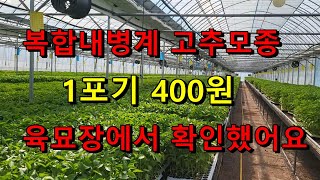 복합내병계 고추모종 저렴하게 구매하기