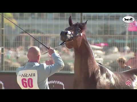 N 60 ERALDA   Mediterranean and Arab Countries AHC   Menton 2022   Mares 4 7 Years Old Class 4