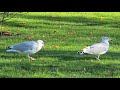 Herring Gulls Enticing Worms