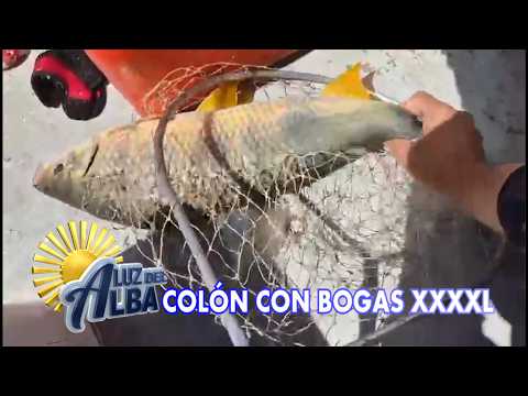 BOGAS XXXXL EN COLÓN ENTRE RÍOS, CANTIDA  Y  CALIDAD NO ESTÁ DANDO ESTE MARZO 2026