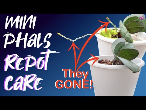 How I care for Mini Phalaenopsis Orchid Care ORGANIC media | Potting Up Aerial Roots #ninjaorchids