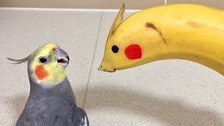The World's Funniest Parrots To Make You Laugh! 😅