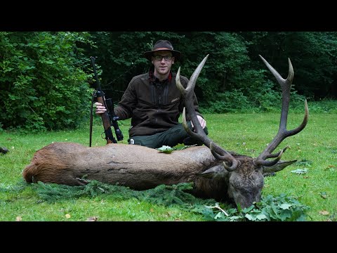 Wolf auf der Jagd gefilmt! - Herrliches Pommern