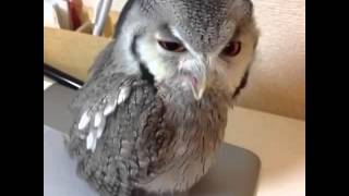 This Angry Talking Owl Wants To Greet You