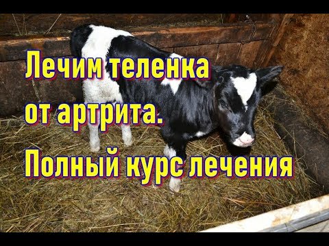 Лечение теленка от артрита