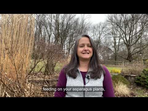 When to Cut Back Asparagus