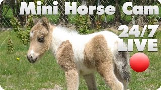 Mini Horse Live Cam