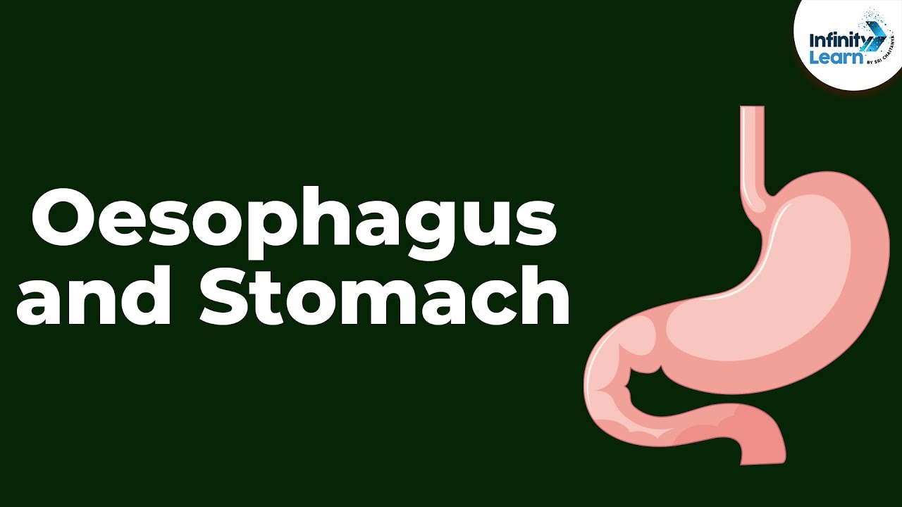 Oesophagus and Stomach | Don't Memorise