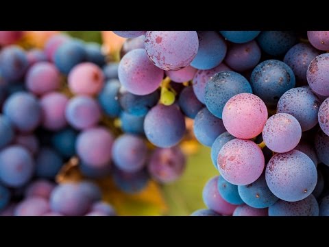 A wine lover's guide to pinot noir | The world of wine