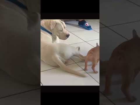 Funny and cute dogs compilation#funnydogs#cute#doglover#doglife#cure#dogshorts#pet#doglife