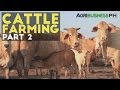 Cattle Farming Part 2 : Zero Grazing Cattle Farming | Agribusiness Philippines