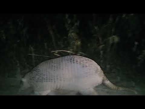 Tatú Carreta! en el parque, vídeo viejo..