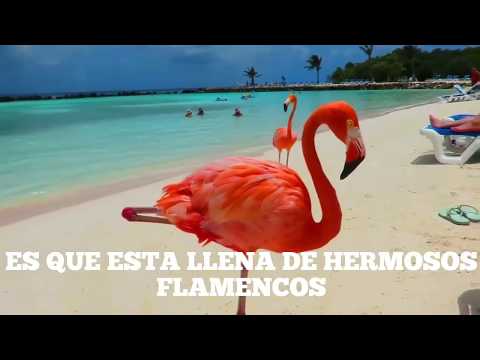 download lagu mp3 mp4 Playa Aruba Flamencos, download lagu Playa Aruba Flamencos gratis, unduh video klip Playa Aruba Flamencos