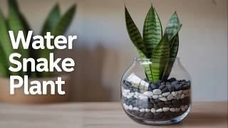 Stop Using Soil! Grow Massive SNAKE PLANTS in Just Water 🌿