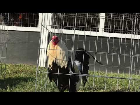 Clemmons Grey By ThunderValley GameFarm