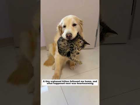 A kind woman's Golden Retriever helped care for the rescued kittens, and then...